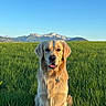 dog, golden_retriever, grass, field, mountains, blue_sky, sunlight, outdoor, nature, pet, animal, canine, sitting, portrait, daylight, greenery, happy, fur, landscape, scenery