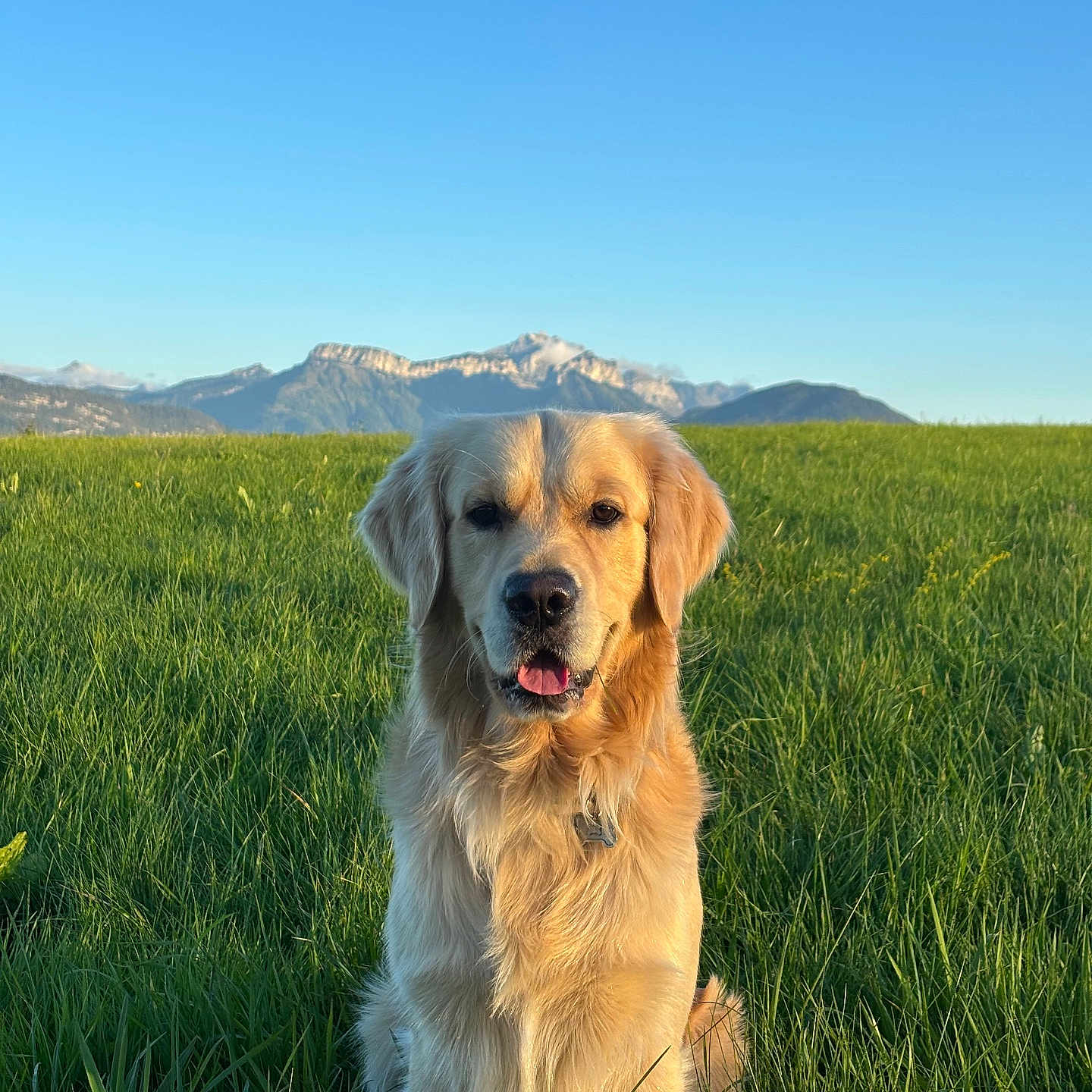 Roy a rejoint le concours — aidez-le/la à gagner de superbes lots ! dog, golden_retriever, grass, field, mountains, blue_sky, sunlight, outdoor, nature, pet, animal, canine, sitting, portrait, daylight, greenery, happy, fur, landscape, scenery