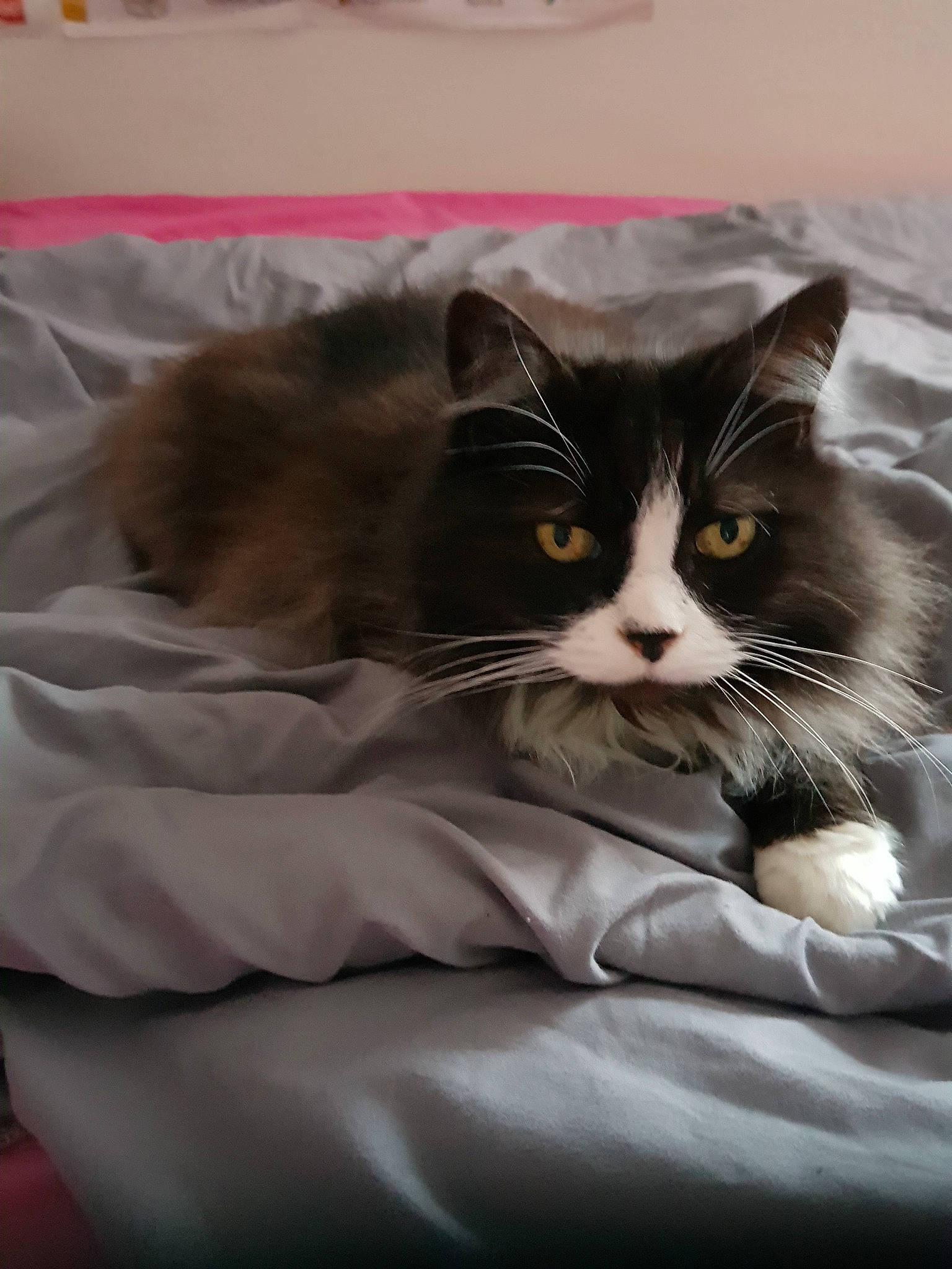 Moumoune a rejoint le concours — aidez-le/la à gagner de superbes lots ! carnivore, cat, domestic_long_haired_cat, domestic_short_haired_cat, european_shorthair, felidae, fur, kitten, norwegian_forest_cat, ragamuffin, small_to_medium_sized_cats, whiskers