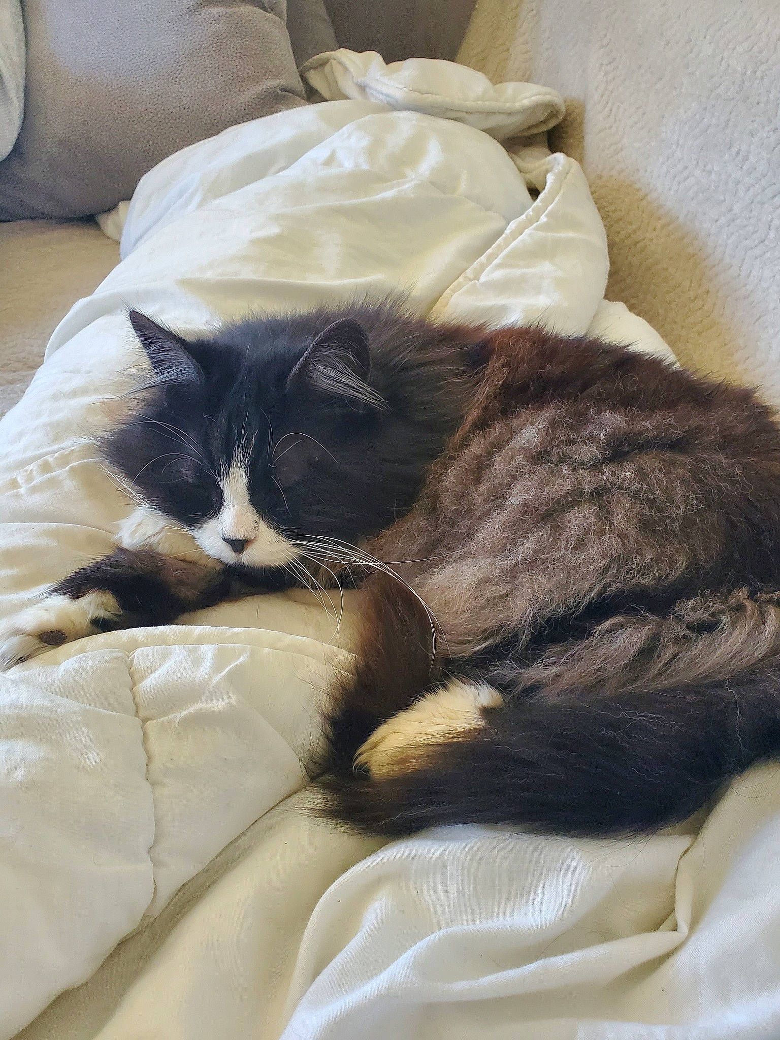 Moumoune participe au concours pour gagner de l'argent avec cette photo : bed, bed_sheet, carnivore, cat, comfort, domestic_short_haired_cat, felidae, fur, kitten, linens, nap, small_to_medium_sized_cats, tail, whiskers