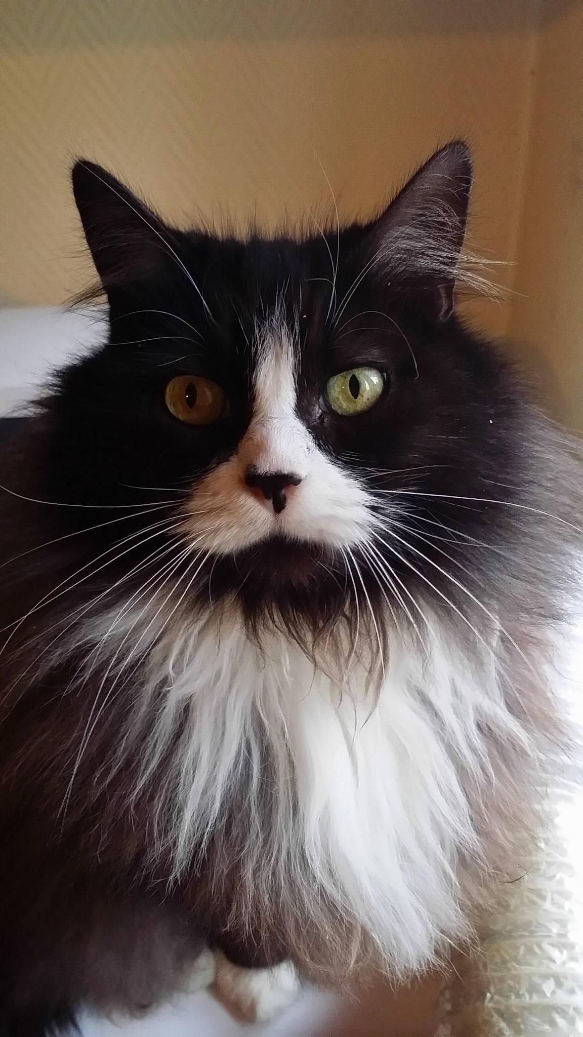 Moumoune participe au concours pour gagner de l'argent avec cette photo : asian_semi_longhair, black_and_white, british_longhair, british_semi_longhair, carnivore, cat, cymric, domestic_long_haired_cat, felidae, fur, maine_coon, mammal, norwegian_forest_cat, persian, ragamuffin, siberian, small_to_medium_sized_cats, snout, vertebrate, whiskers