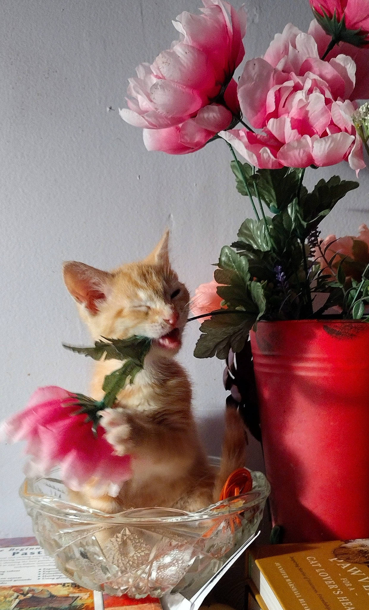 Speck joined the competition — help win amazing prizes! artificial_flower, basket, carnivore, cat, cut_flowers, fawn, felidae, flower, flower_arranging, flowering_plant, flowerpot, herbaceous_plant, houseplant, hybrid_tea_rose, petal, plant, small_to_medium_sized_cats, vase, whiskers, white