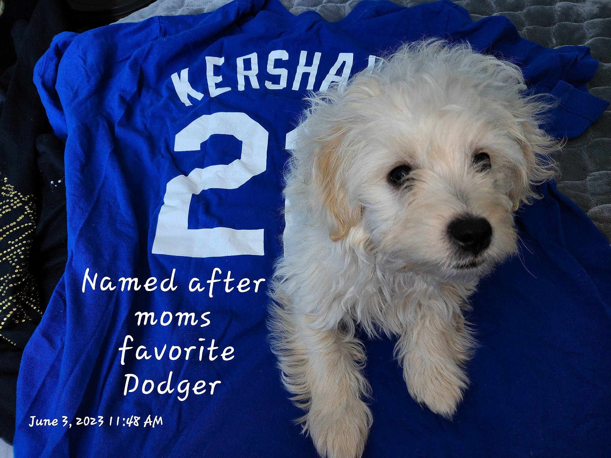 Kershaw joined the competition — help win amazing prizes! canidae, carnivore, companion_dog, dog, dog_breed, dog_supply, electric_blue, font, fur, labradoodle, maltepoo, poodle, puppy, sleeve, small_terrier, snout, sporting_group, terrier, toy_dog, water_dog