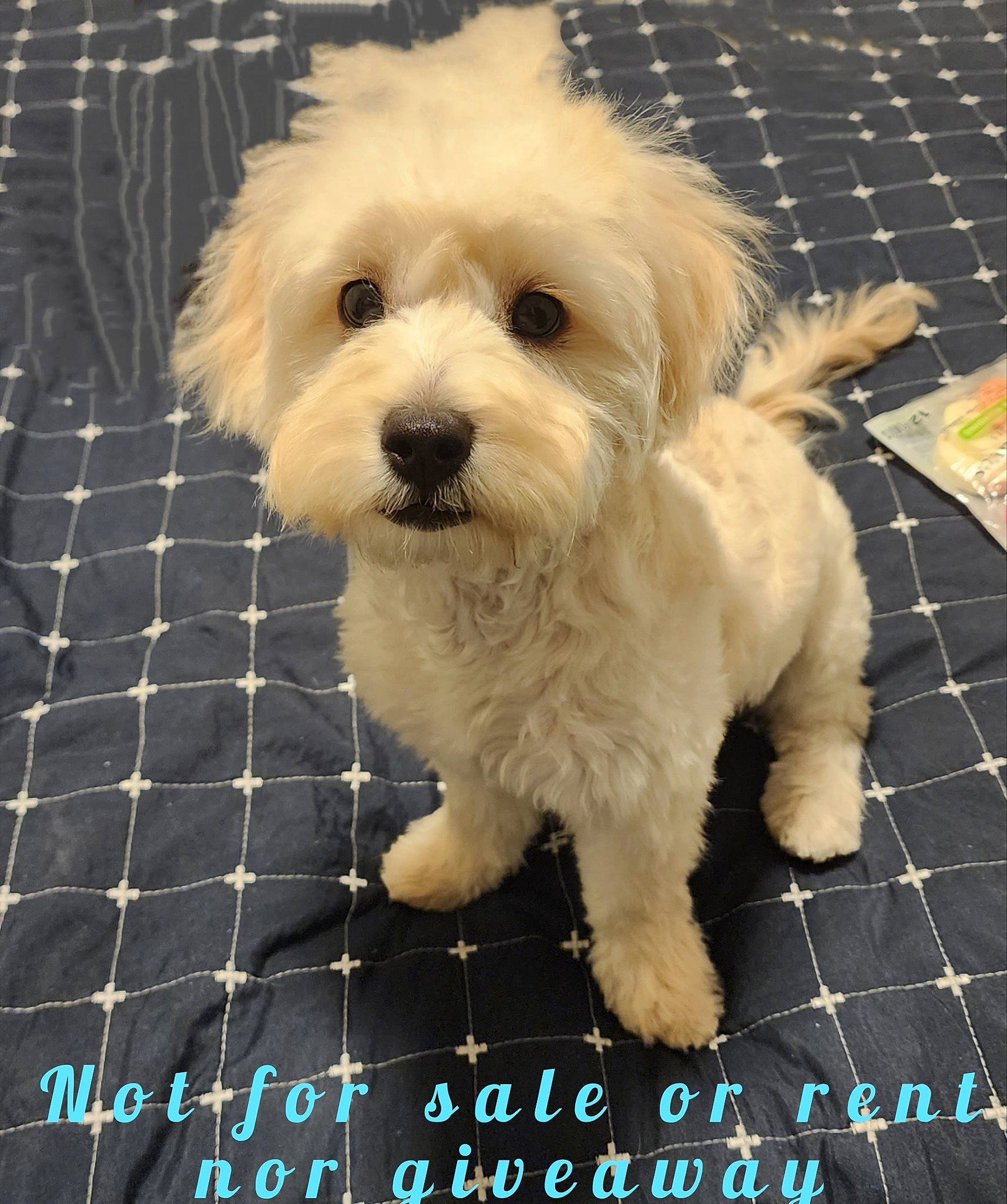 Kershaw joined the competition — help win amazing prizes! canidae, carnivore, companion_dog, dog, dog_breed, dog_supply, fur, labradoodle, mal_shi, maltepoo, photo_caption, puppy_love, shih_poo, small_terrier, snout, sporting_group, terrier, toy_dog, water_dog, working_animal