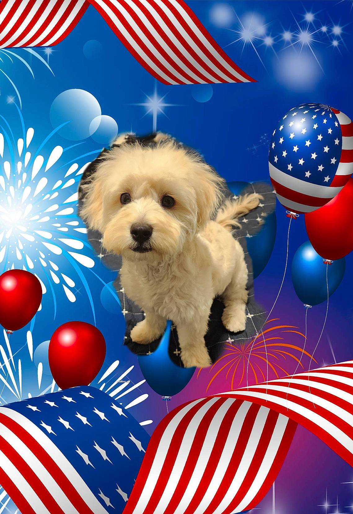 Kershaw is registered to the contest to win money with this photo: art, blue, carnivore, cloud, companion_dog, cumulus, dog, dog_breed, electric_blue, event, flag_day_usa, flag_of_the_united_states, font, fun, graphic_design, graphics, happy, recreation, sky, toy_dog