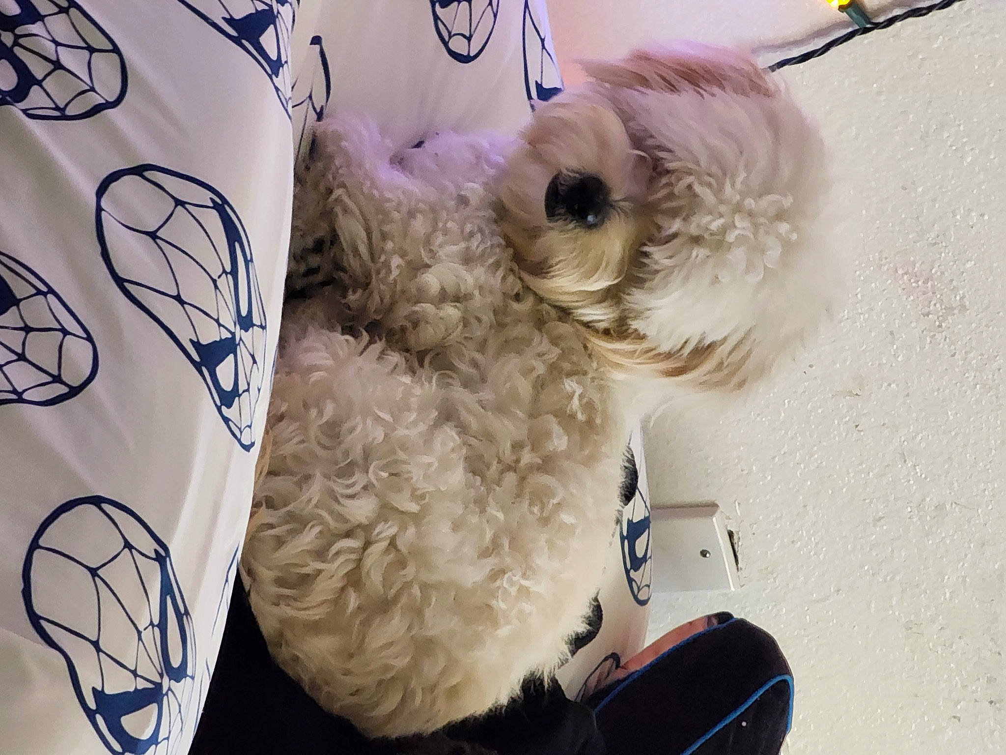 Kershaw joined the competition — help win amazing prizes! bow_tie, canidae, carnivore, companion_dog, dog_breed, dog_clothes, dog_supply, eyewear, fawn, fur, glasses, plush, sleeve, snout, stuffed_toy, sunglasses, teddy_bear, toy, toy_dog, white