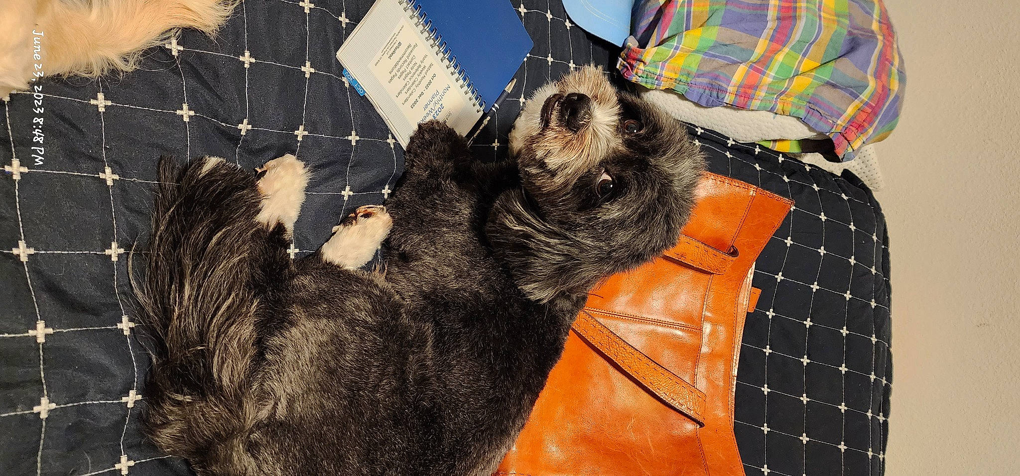 Kobe joined the competition — help win amazing prizes! canidae, carnivore, claw, comfort, companion_dog, dog, dog_breed, dog_supply, ear, fawn, foot, fur, pattern, paw, plaid, snout, sporting_group, tartan, toy_dog, working_animal