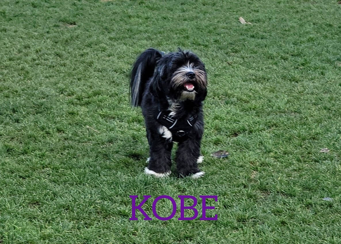 Kobe is registered to the contest to win money with this photo: borador, canidae, carnivore, companion_dog, dog, dog_breed, dog_collar, dog_supply, grass, grassland, groundcover, guard_dog, liver, snout, sporting_group, terrier, toy_dog, water_dog, working_animal, working_dog