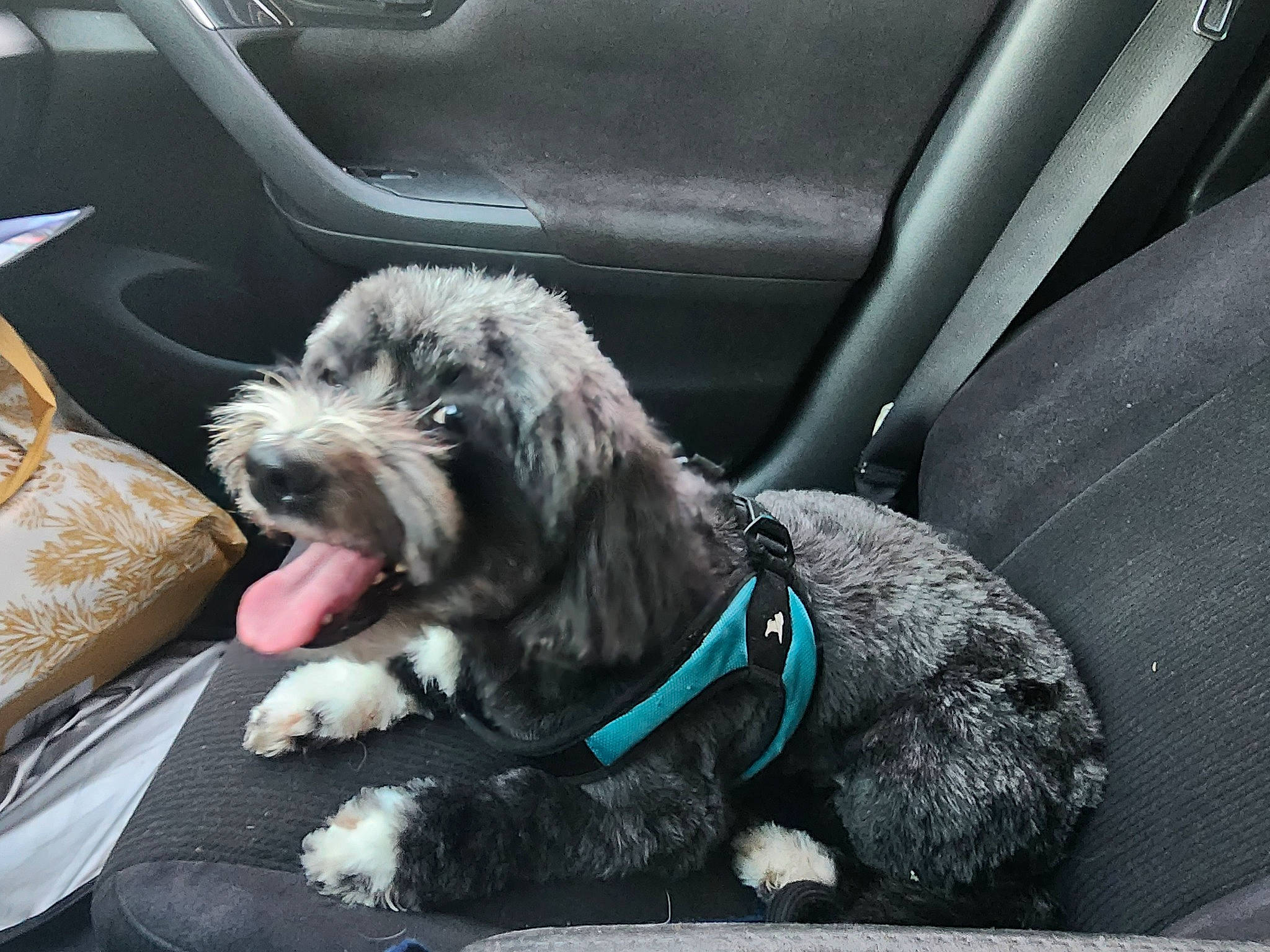Kobe is registered to the contest to win money with this photo: auto_part, automotive_tire, car, car_seat, car_seat_cover, carnivore, collar, companion_dog, dog, dog_breed, dog_collar, dog_supply, family_car, luxury_vehicle, motor_vehicle, toy_dog, vehicle, vehicle_door, windshield, working_animal