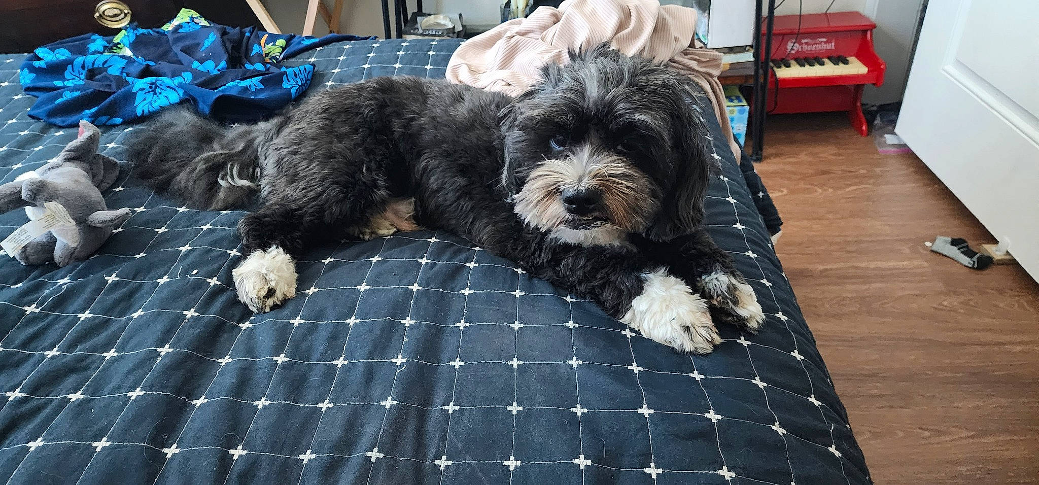 Kobe is registered to the contest to win money with this photo: canidae, carnivore, companion_dog, dog, dog_breed, dog_supply, flooring, fur, liver, maltepoo, pattern, plaid, small_terrier, snout, sporting_group, tartan, terrier, toy_dog, working_animal, yorkipoo