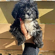 Lucky a rejoint le concours — aidez-le/la à gagner de superbes lots ! puppy, dog, black_puppy, curly_fur, white_chest, hand, human_hand, painted_nails, outdoor, sunlight, shadow, wooden_fence, close_up, portrait, pet, adorable, fluffy, big_eyes, nose, holding_hand