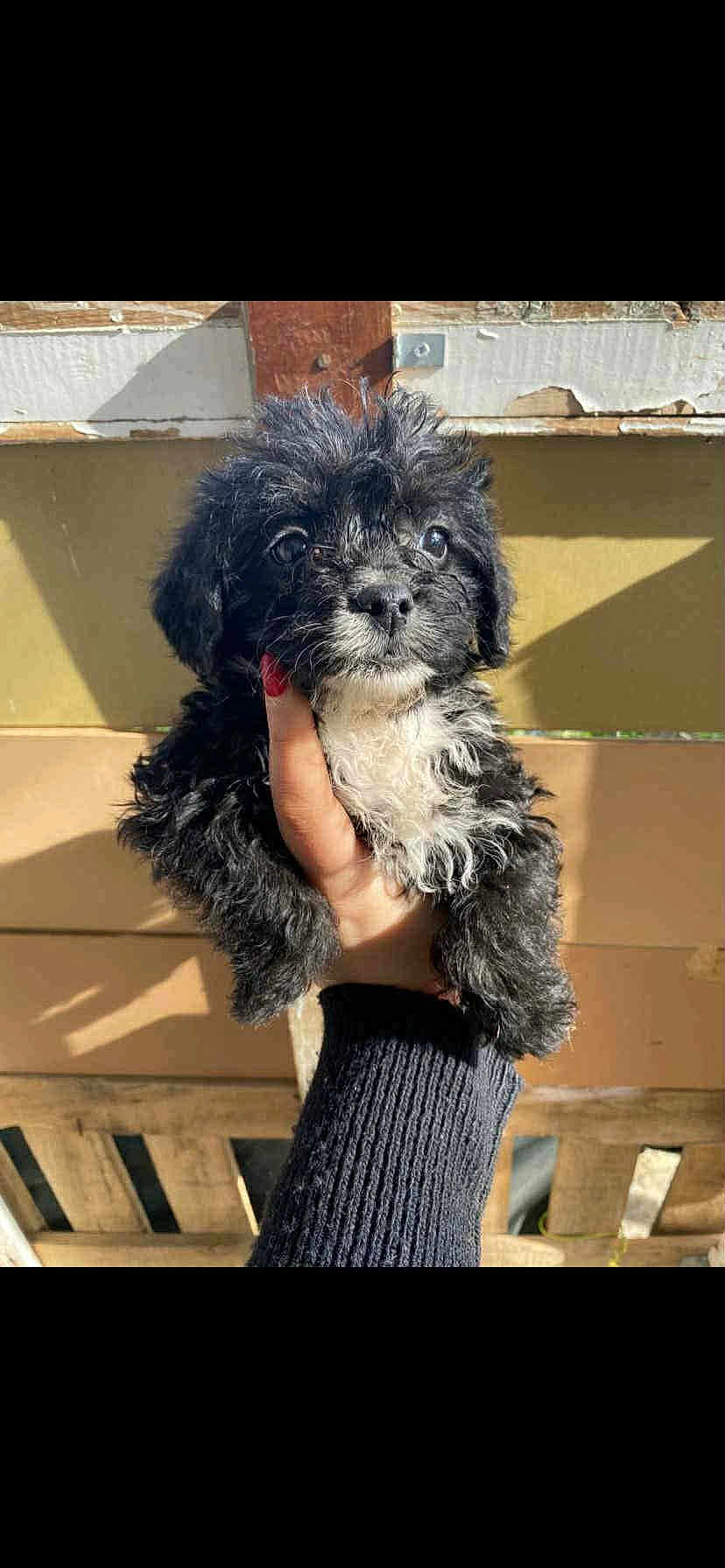 Lucky a rejoint le concours — aidez-le/la à gagner de superbes lots ! puppy, dog, black_puppy, curly_fur, white_chest, hand, human_hand, painted_nails, outdoor, sunlight, shadow, wooden_fence, close_up, portrait, pet, adorable, fluffy, big_eyes, nose, holding_hand
