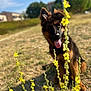 dog, puppy, german_shepherd, grass, yellow_flowers, outdoor, sunny, tongue_out, ears_up, nature, animal, pet, cute, playful, summer, field, young_dog, flower_stems, blurred_background, happy