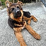 german_shepherd, puppy, dog, laying, concrete, outdoor, fur, ears, paws, animal, pet, young, canine, resting, nature, closeup, portrait, mammal, cute, domestic