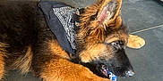 Atom a rejoint le concours — aidez-le/la à gagner de superbes lots ! german_shepherd, puppy, dog, bandana, toy, floor, tile, indoor, chewing, pet, canine, fur, ears, paw, black, brown, young_dog, animal, couch, relaxing