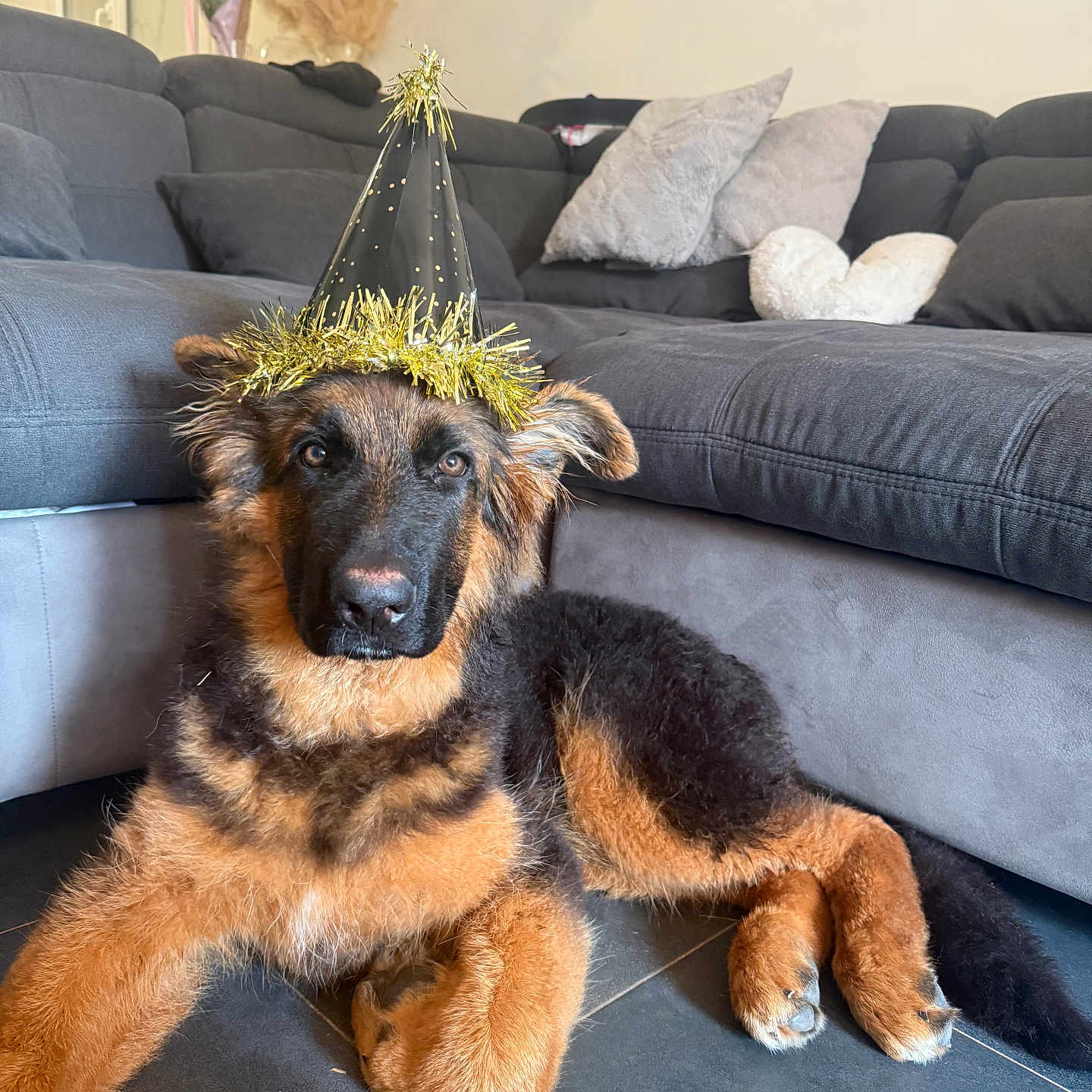 Atom a rejoint le concours — aidez-le/la à gagner de superbes lots ! animal, black_fur, brown_fur, couch, cozy, cute, decor, dog, floor, german_shepherd, indoor, living_room, party_hat, pet, pillow, portrait, puppy, resting, tile, tinsel