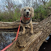 Jax is registered to the contest to win money with this photo: adventure, animal, bark, branches, canine, daytime, dog, forest, fur, happy, leash, leaves, nature, outdoor, park, pet, sky, tree_trunk, walking, water