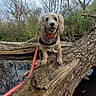 adventure, animal, bark, branches, canine, daytime, dog, forest, fur, happy, leash, leaves, nature, outdoor, park, pet, sky, tree_trunk, walking, water