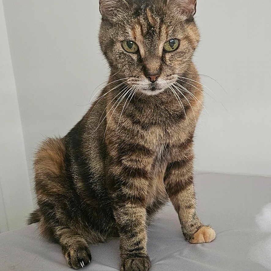 Loukia participe au concours pour gagner de l'argent avec cette photo : cat, tabby, feline, pet, animal, portrait, sitting, bed, indoors, striped_fur, green_eyes, pointed_ears, whiskers, alert, serious_expression, domestic_cat, photography, gray_background, front_view, cute