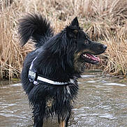 Shana a rejoint le concours — aidez-le/la à gagner de superbes lots ! carnivoran, dog, dog_breed, dog_breed_group, dog_like_mammal, snout