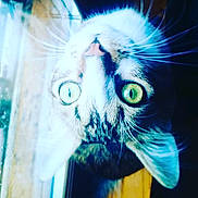 Ryuk participe au concours pour gagner de l'argent avec cette photo : blue, carnivore, cat, close_up, ear, eye, feather, felidae, fur, iris, nose, organ, small_to_medium_sized_cats, snout, whiskers, wildlife