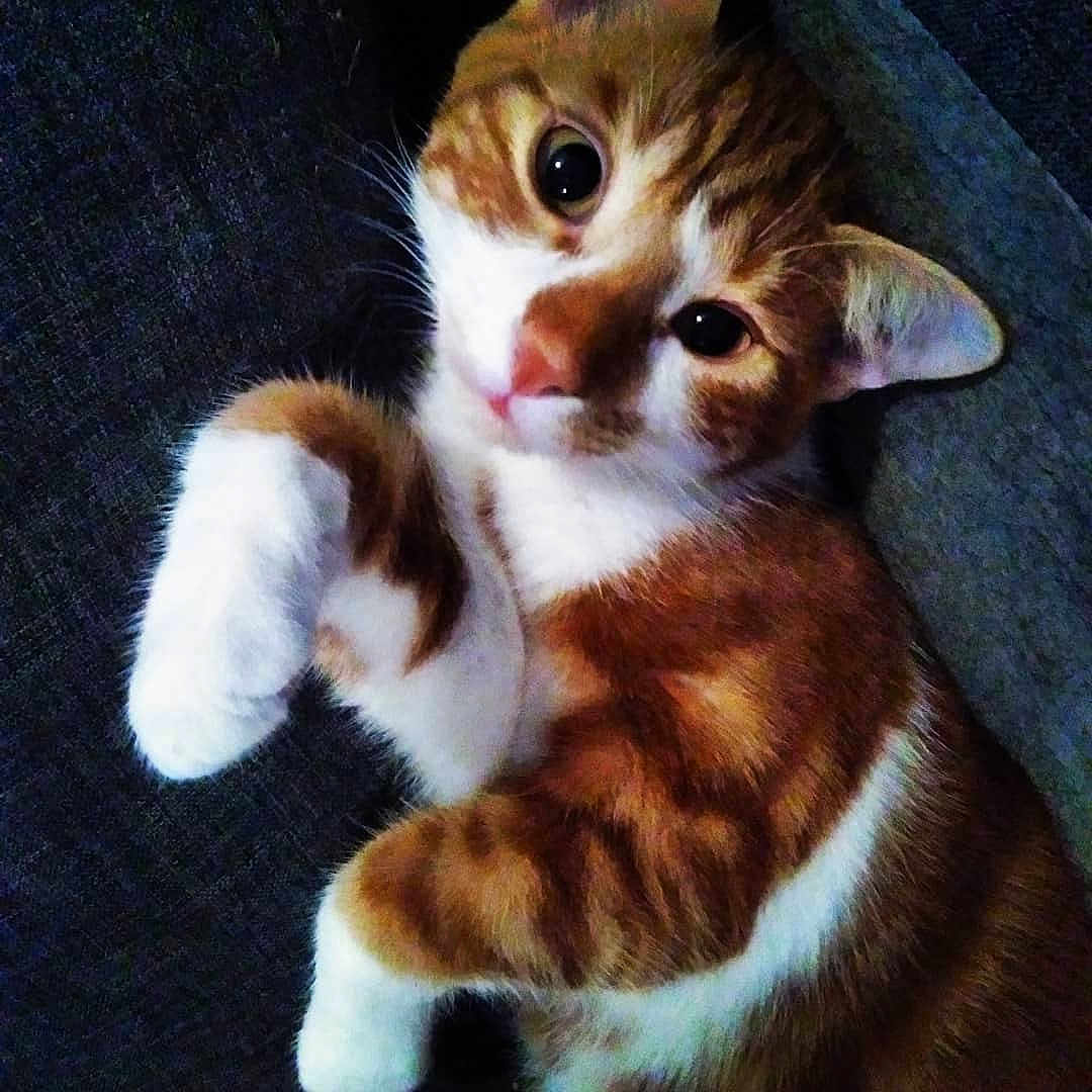 Simba