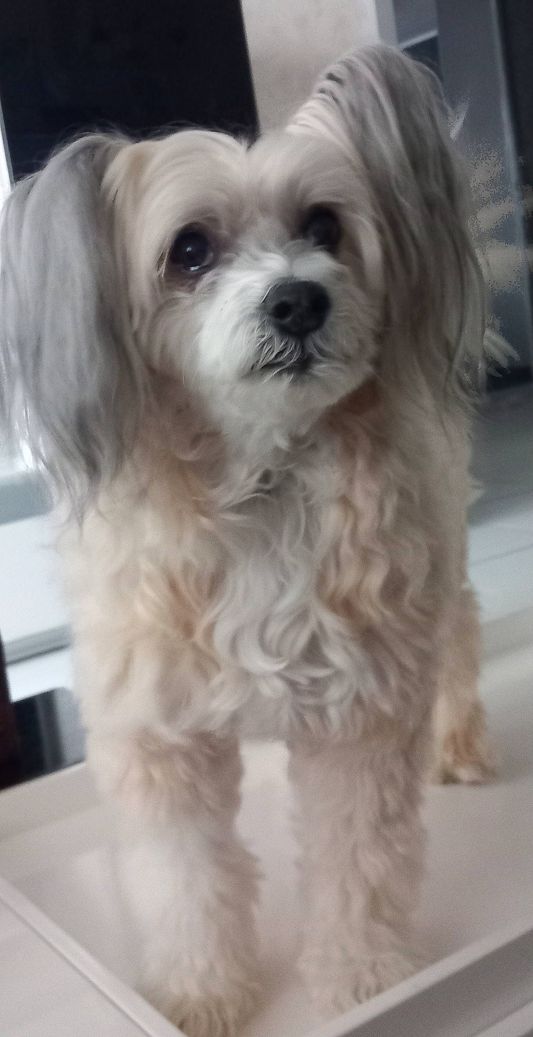 Poupette a rejoint le concours — aidez-le/la à gagner de superbes lots ! canidae, carnivore, companion_dog, dog, dog_breed, dog_supply, fur, mal_shi, maltepoo, non_sporting_group, plant, puppy, shih_poo, small_terrier, snout, sporting_group, terrier, toy_dog, vegetable, working_animal