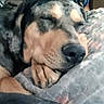 Ellie is registered to the contest to win money with this photo: dog, sleeping, pillow, bed, indoor, resting, canine, furniture, blanket, mirror, hat, home, cozy, relaxation, paw, snout, fur, napping, quiet, peaceful