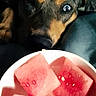 Ellie is registered to the contest to win money with this photo: dog, watermelon, bowl, food, fruit, pet, animal, cute, closeup, indoor, curious, snack, watching, lying_down, colorful, summer, bright, texture, expression, waiting