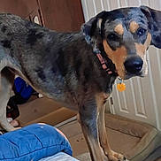 Ellie is registered to the contest to win money with this photo: dog, indoor, pet, collar, bed, bedding, floor, door, brown, black, tan, animal, canine, furniture, curious, standing, closeup, domestic, companion, portrait