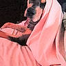 animal, blanket, canine, comfort, couch, covered, cozy, cute, dog, domestic, fur, indoors, pet, pink, portrait, relaxed, resting, sleepy, snug, warm
