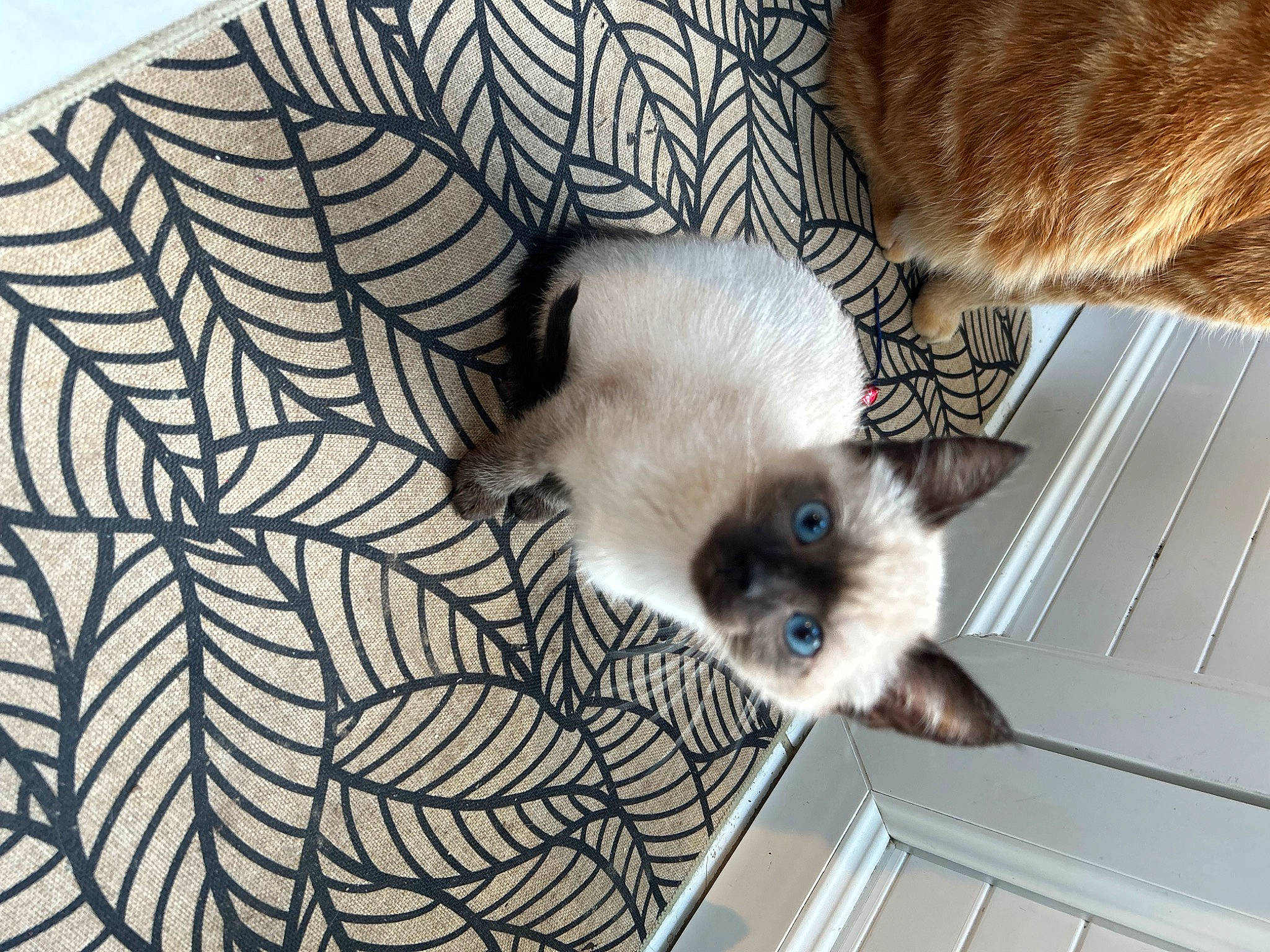 Loky participe au concours pour gagner de l'argent avec cette photo : balinese, birman, carnivore, cat, fawn, felidae, fur, pattern, siamese, small_to_medium_sized_cats, snout, tail, thai, whiskers