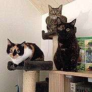 Maya participe au concours pour gagner de l'argent avec cette photo :