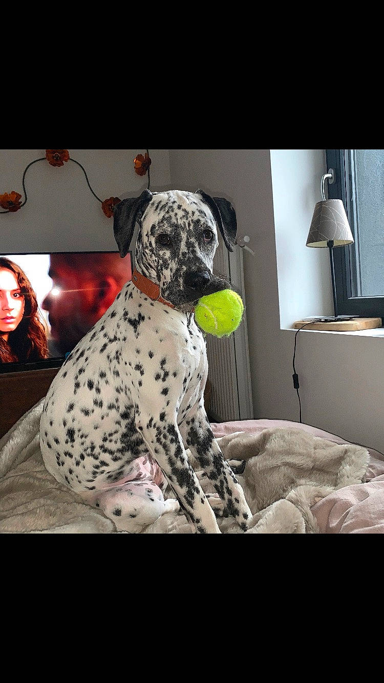 Oly a rejoint le concours — aidez-le/la à gagner de superbes lots ! art, canidae, carnivore, ceiling, comfort, companion_dog, couch, dalmatian, dog, dog_breed, dog_collar, drawing, lamp, non_sporting_group, painting, pattern, snout, sporting_group, working_animal, working_dog