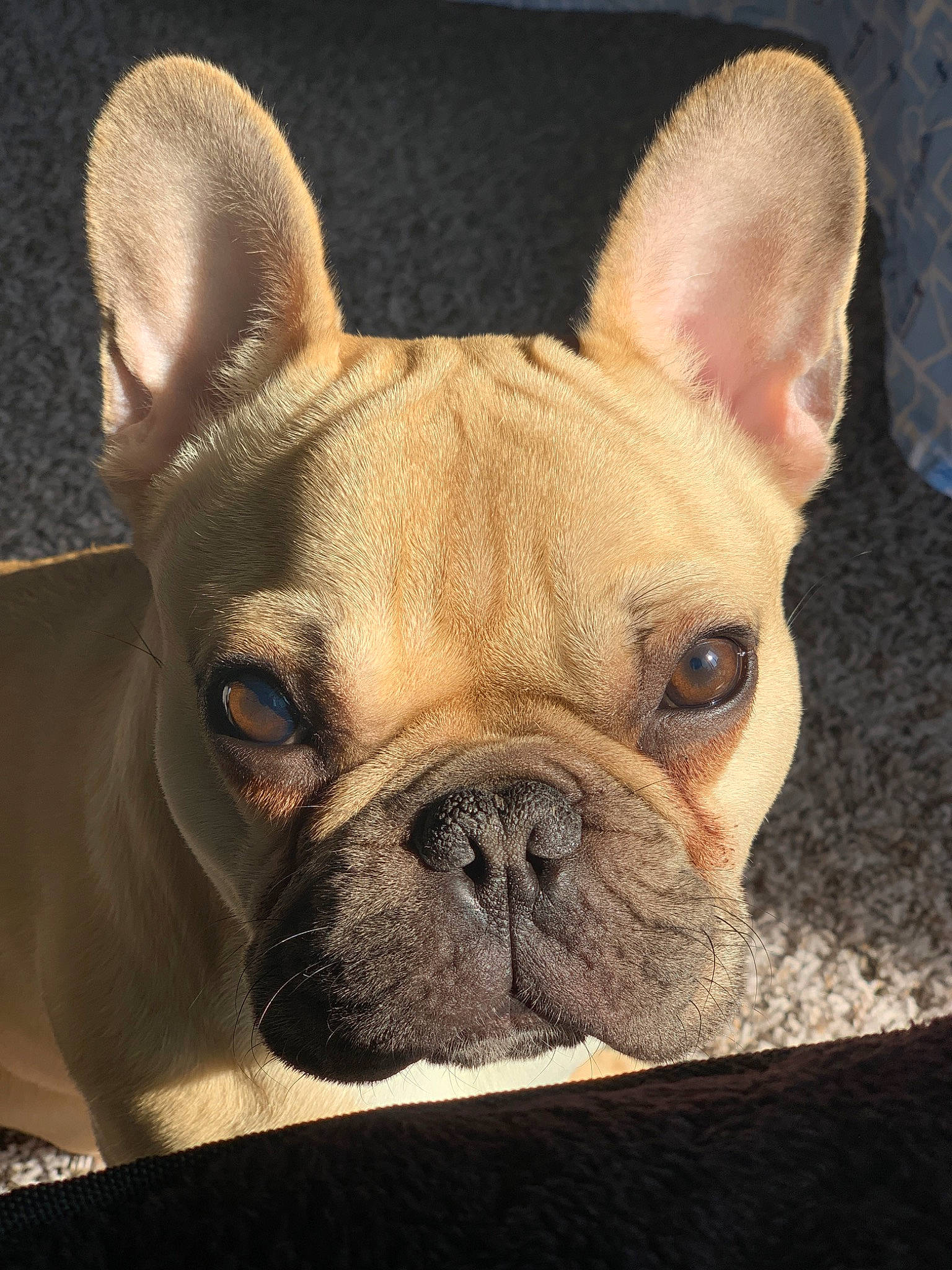 Buba is registered to the contest to win money with this photo: ancient_dog_breeds, bulldog, canidae, carnivore, companion_dog, dog, dog_breed, ear, fawn, french_bulldog, mammal, non_sporting_group, nose, puppy, skin, snout, toy_bulldog, vertebrate, whiskers, wrinkle