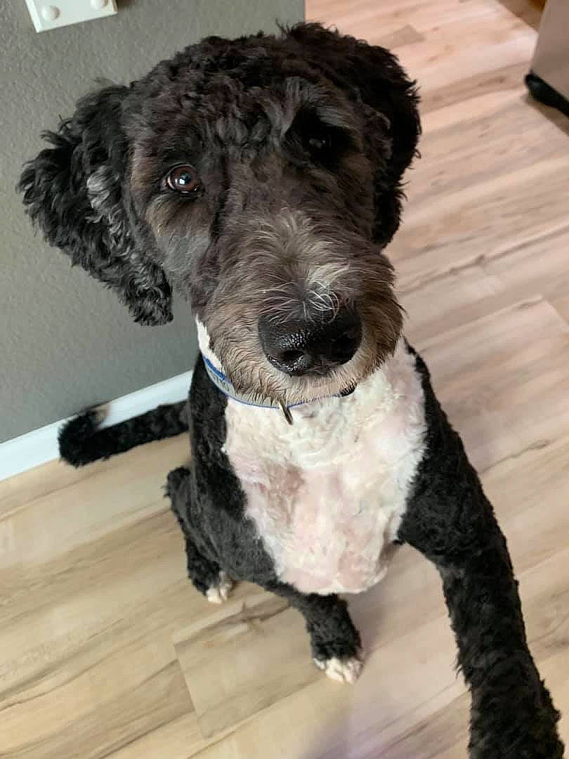 Banksy joined the competition — help win amazing prizes! canidae, carnivore, companion_dog, dog, dog_breed, fur, labradoodle, mammal, miniature_poodle, non_sporting_group, poodle, portuguese_water_dog, puppy, rare_breed_dog, snout, spanish_water_dog, sporting_group, standard_poodle, terrier, vertebrate