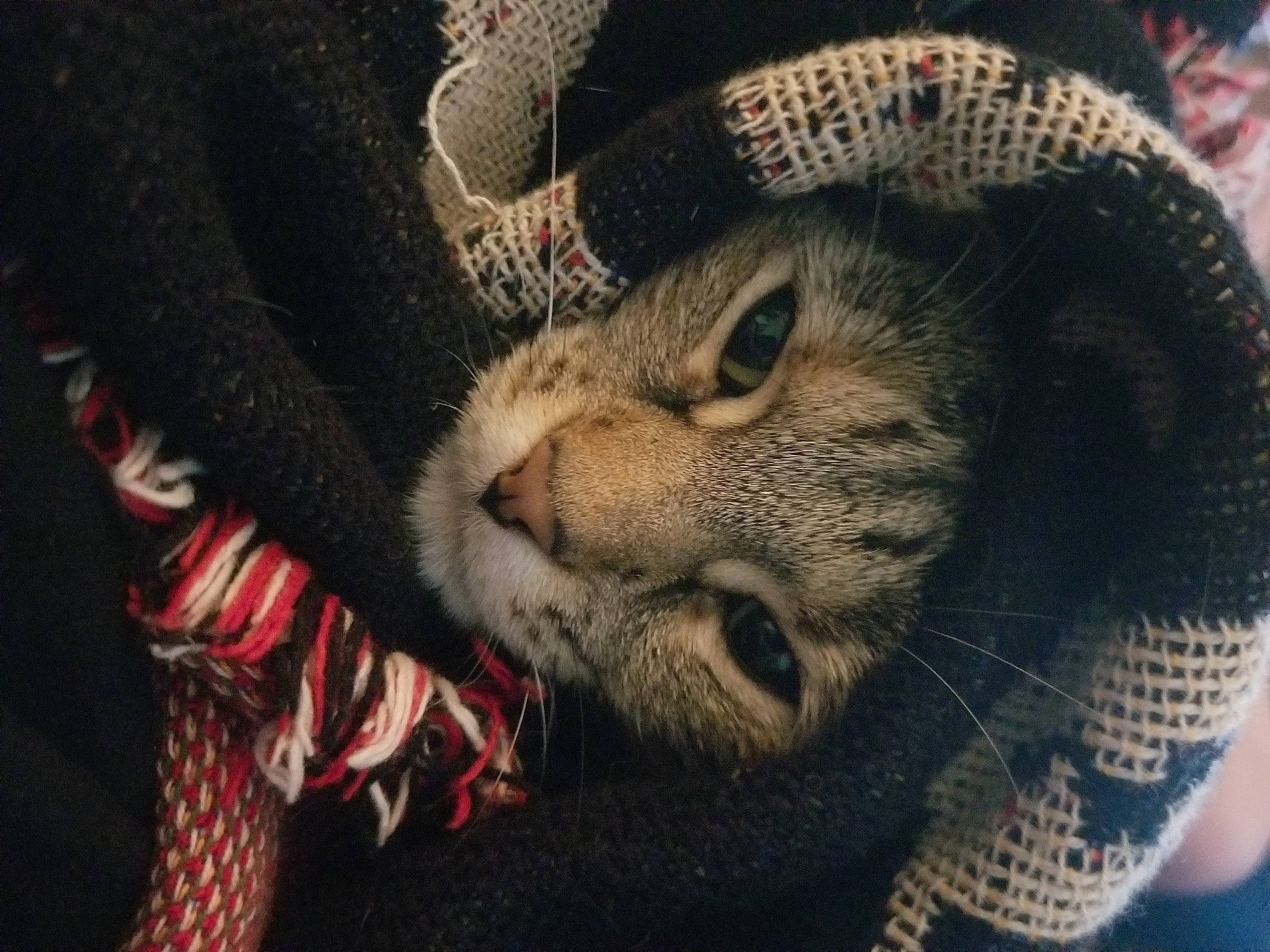 Kungen is registered to the contest to win money with this photo: carnivore, cat, domestic_short_haired_cat, felidae, fur, pattern, pet_supply, small_to_medium_sized_cats, snout, tabby_cat, vertebrate, whiskers