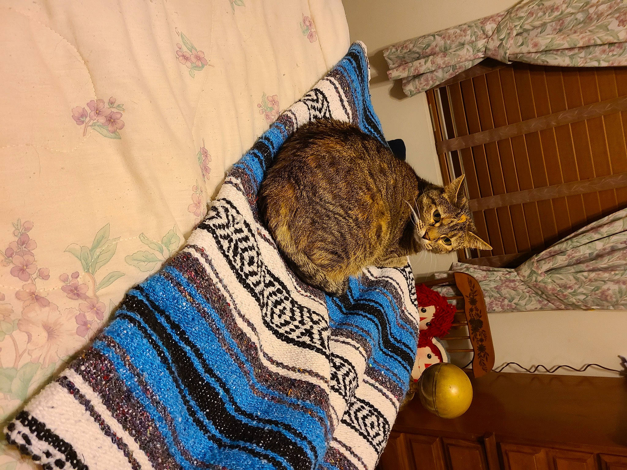 Kungen is registered to the contest to win money with this photo: carnivore, cat, creative_arts, domestic_short_haired_cat, felidae, fruit, linens, small_to_medium_sized_cats, vertebrate, whiskers, woolen, woven_fabric
