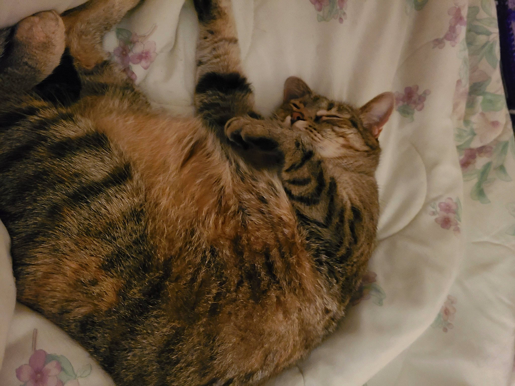 Kungen is registered to the contest to win money with this photo: carnivore, cat, domestic_short_haired_cat, fawn, felidae, fur, linens, small_to_medium_sized_cats, tabby_cat, terrestrial_animal, textile, vertebrate, whiskers