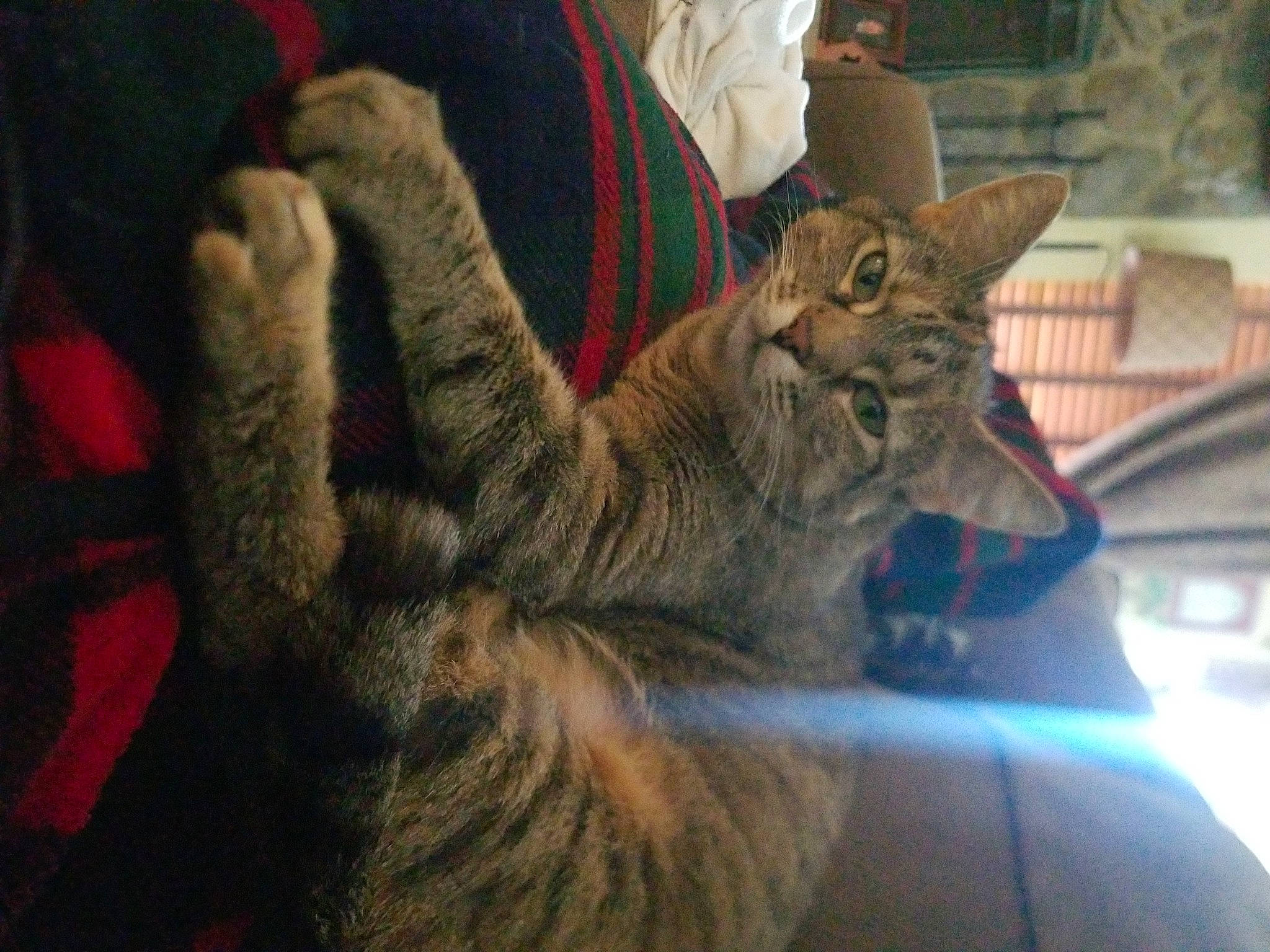 Kungen joined the competition — help win amazing prizes! carnivore, cat, comfort, domestic_short_haired_cat, felidae, fur, small_to_medium_sized_cats, tabby_cat, vertebrate, whiskers