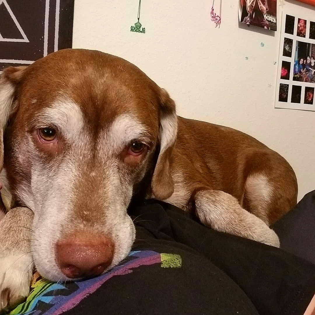 Peanut is registered to the contest to win money with this photo: canidae, carnivore, comfort, companion_dog, dog, dog_breed, fawn, liver, picture_frame, snout, sporting_group, vertebrate, working_animal, working_dog