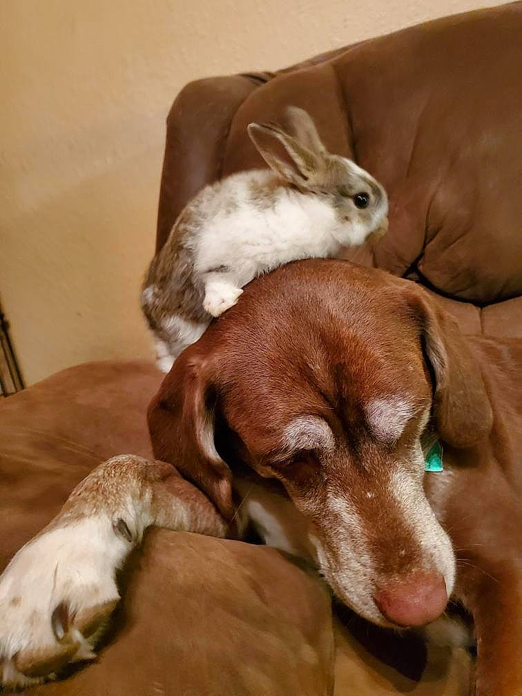 Peanut joined the competition — help win amazing prizes! adaptation, beige, brown, canidae, carnivore, companion_dog, dog, dog_breed, domestic_rabbit, fawn, fur, hare, hound, liver, rabbit, rabbits_and_hares, snout, terrestrial_animal, vertebrate, working_animal