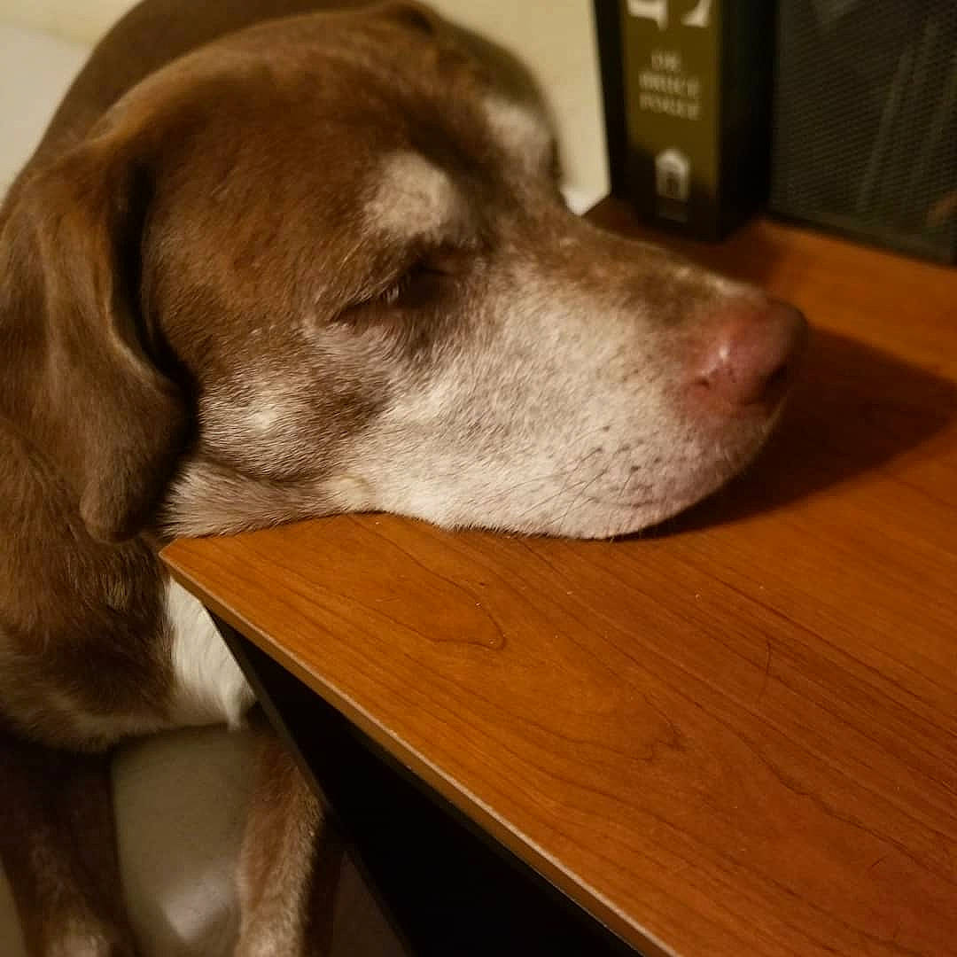 Peanut joined the competition — help win amazing prizes! beige, brown, carnivore, comfort, dog, dog_breed, fawn, floor, flooring, hardwood, laminate_flooring, liver, mammal, plywood, snout, tan, varnish, wood, wood_flooring, wood_stain