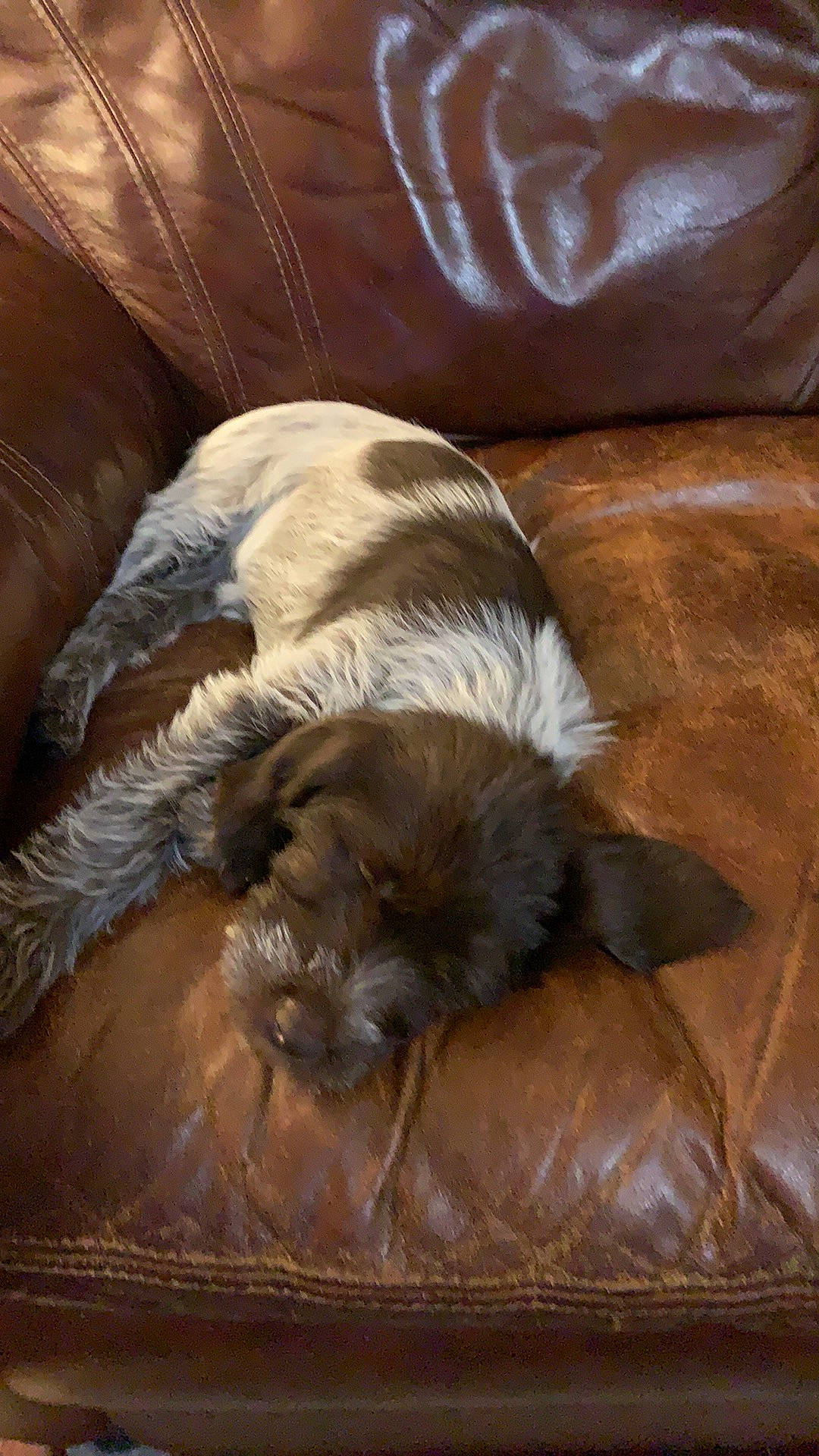 Gretel is registered to the contest to win money with this photo: brown, canidae, carnivore, comfort, companion_dog, couch, dog, dog_breed, fawn, felidae, flooring, fur, furniture, hardwood, liver, sporting_group, terrestrial_animal, whiskers, wood, working_animal