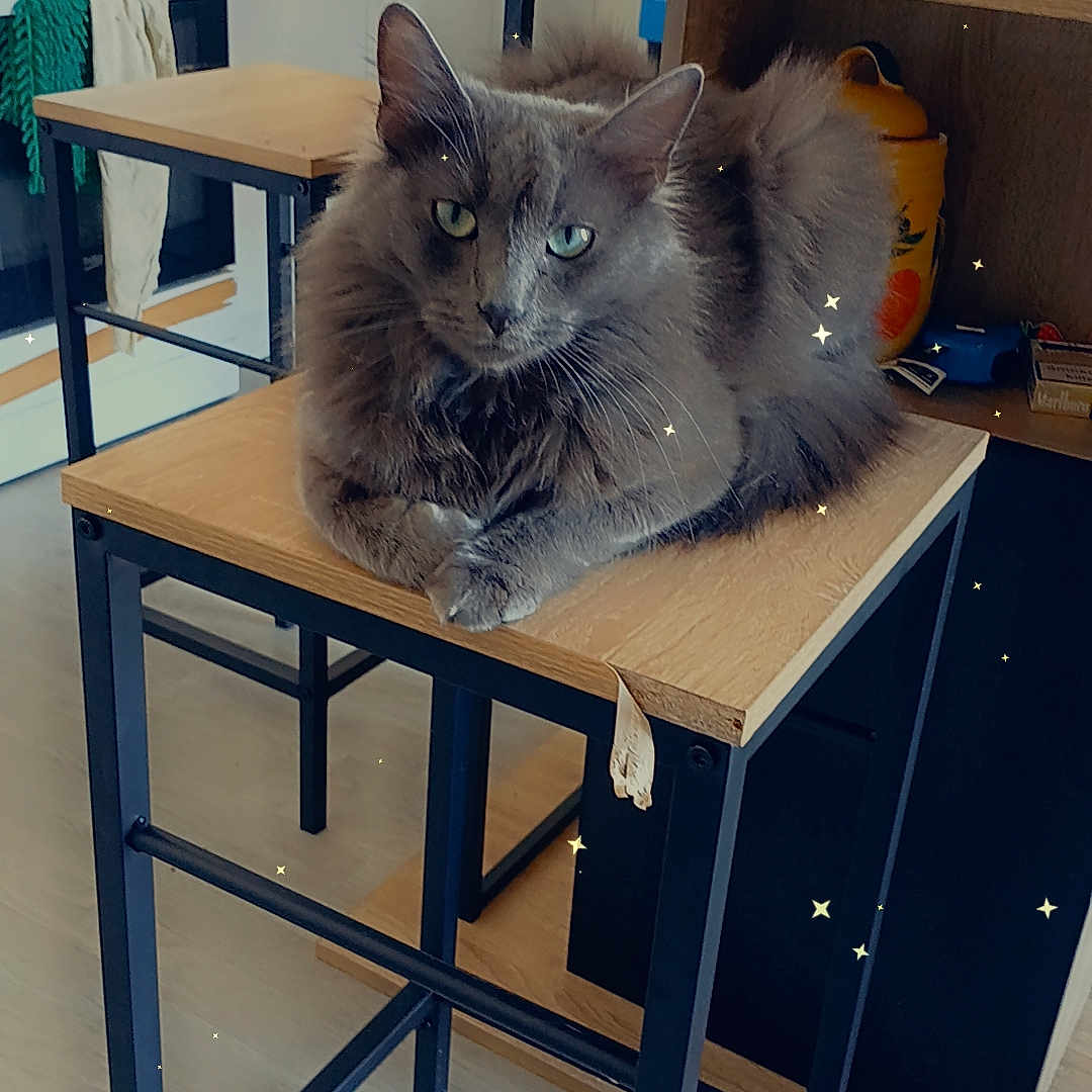 Upupup participe au concours pour gagner de l'argent avec cette photo : animal, barstool, bookcase, box, cat, closet, cupboard, desk, diningtable, drawer, furniture, hardwood, indoors, interiordesign, kitten, pet, plywood, shelf, table, wood