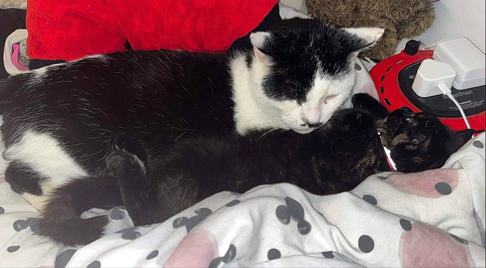 Tibby is registered to the contest to win money with this photo: black_cat, carmine, carnivore, cat, cat_supply, claw, comfort, domestic_short_haired_cat, felidae, foot, fur, lap, linens, nap, paw, sleep, small_to_medium_sized_cats, snout, tail, whiskers