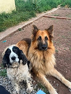 Harvey joined the competition — help win amazing prizes! ancient_dog_breeds, canidae, carnivore, companion_dog, dog, dog_breed, fur, herding_dog, plant, snout, sporting_group, terrestrial_animal, working_animal, working_dog