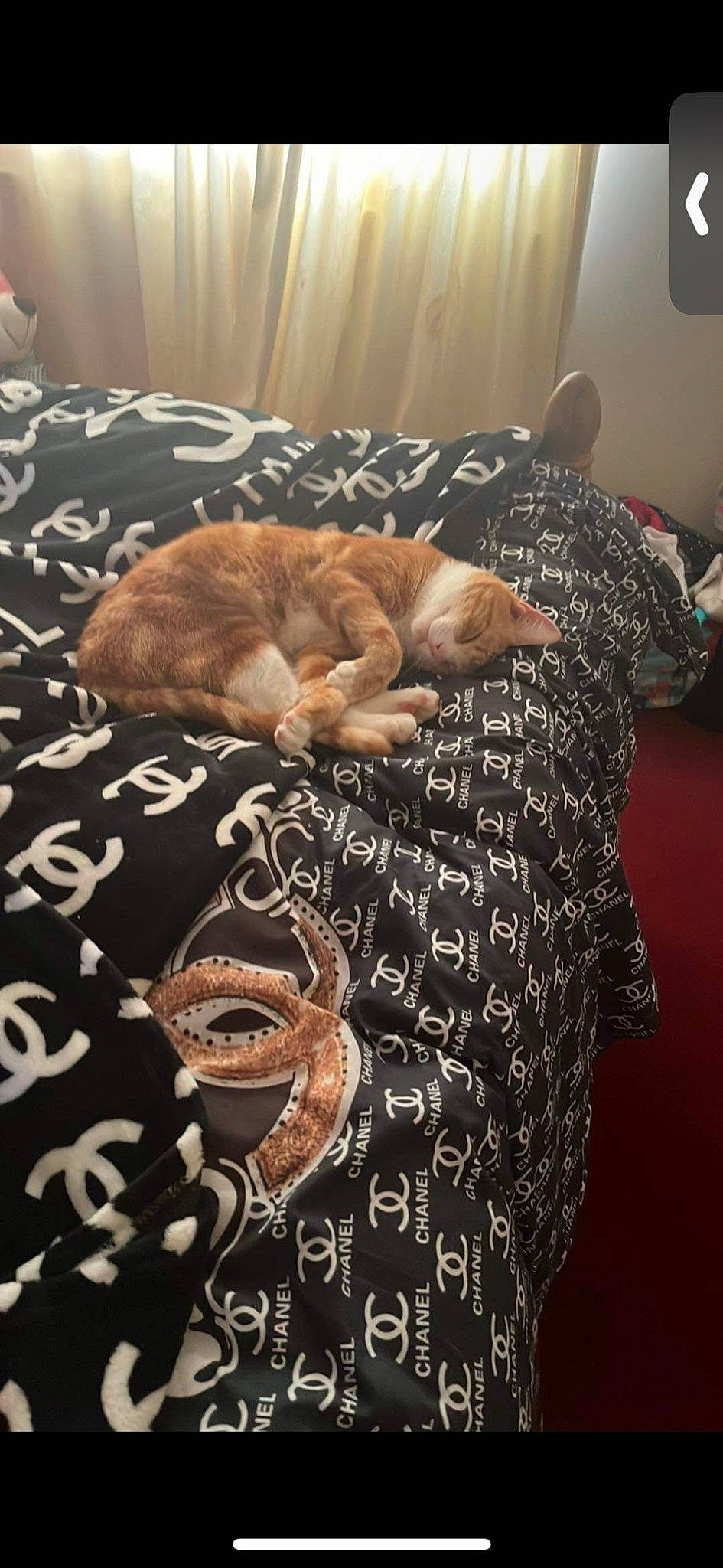 Ginge joined the competition — help win amazing prizes! bed, bedding, carnivore, cat, comfort, domestic_short_haired_cat, fawn, felidae, flooring, fur, linens, mammal, nap, pattern, room, small_to_medium_sized_cats, tail, textile, whiskers, wood