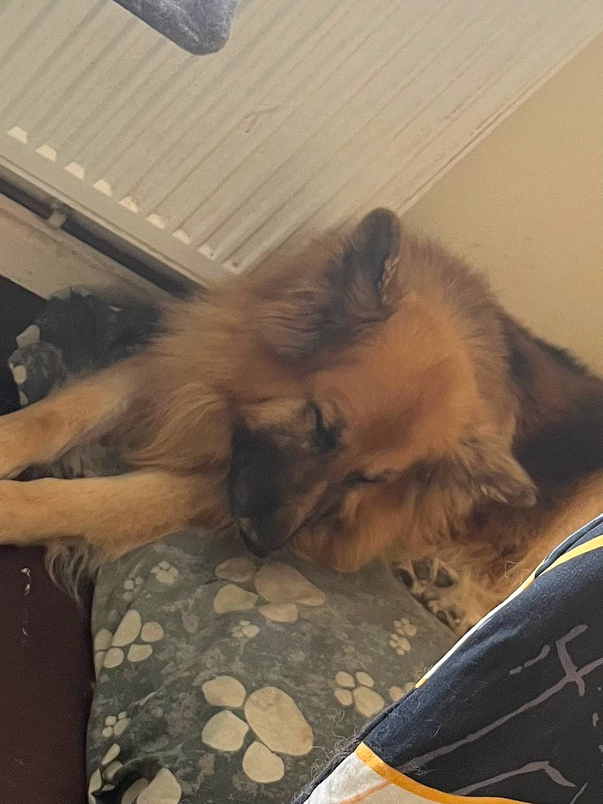 Shadow is registered to the contest to win money with this photo: canidae, carnivore, comfort, companion_dog, dog, dog_breed, fawn, felidae, flooring, fur, german_spitz, german_spitz_mittel, liver, small_to_medium_sized_cats, spitz, sporting_group, tail, toy_dog, volpino_italiano, whiskers