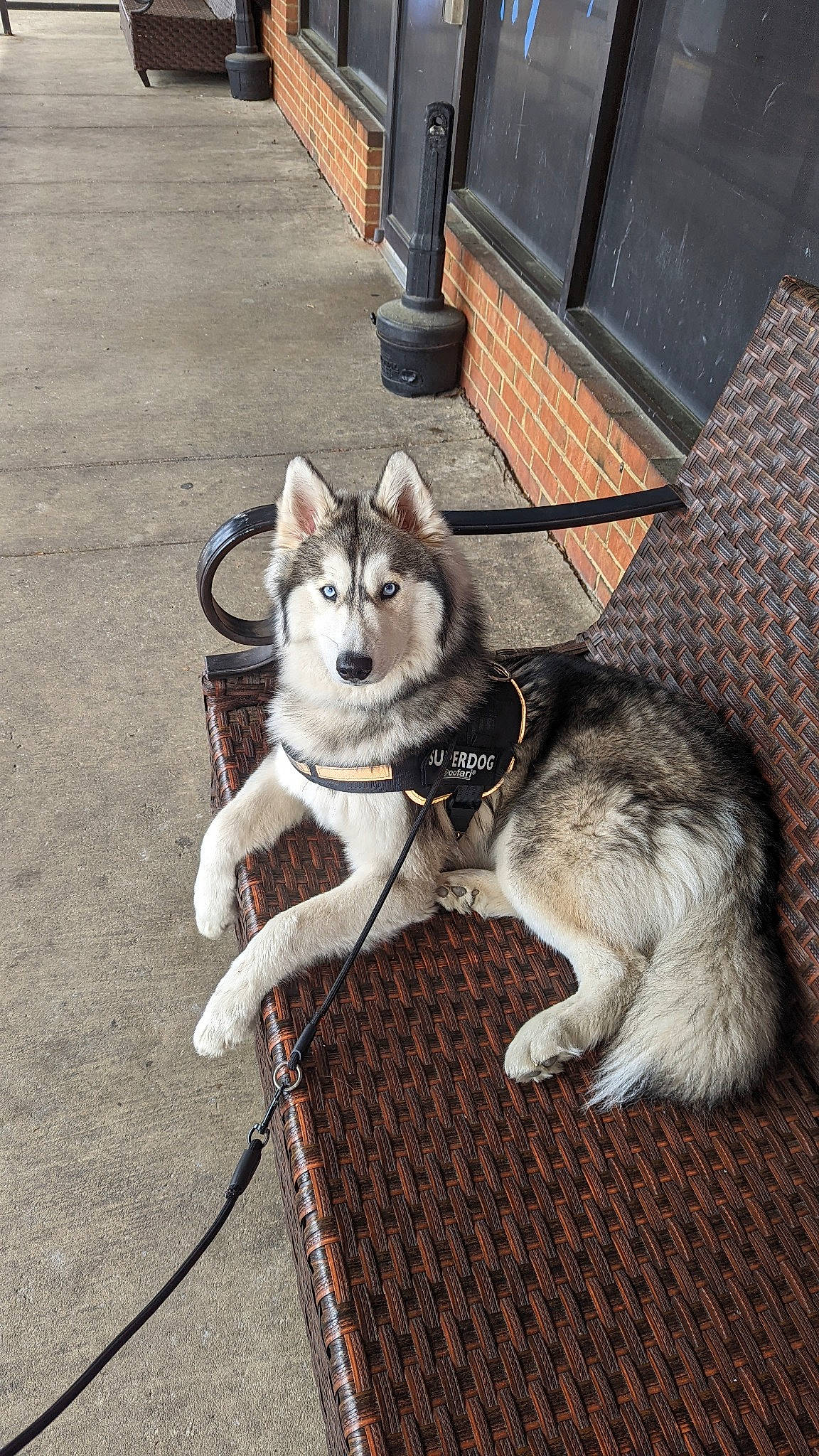 Demon joined the competition — help win amazing prizes! ancient_dog_breeds, canidae, canis, carnivore, collar, companion_dog, dog, dog_breed, fur, grey, leash, paw, pet_supply, siberian_husky, sled_dog, sporting_group, tail, vehicle, working_animal, working_dog